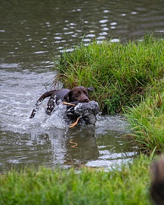 Ditch Schweitzer