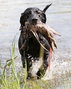 Scout Orlowski