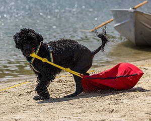 Scarlett Freeman