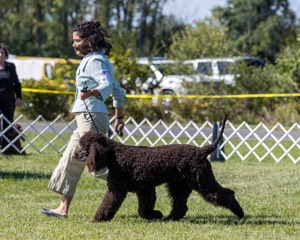 09 - GCH CH POOLE'S IDE DARK KNIGHT RN CGC TKN ATT (Oscar)