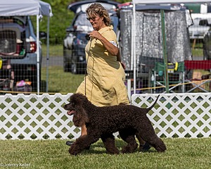 86 - GCH CH Chantico's The Power Of One (Allure)