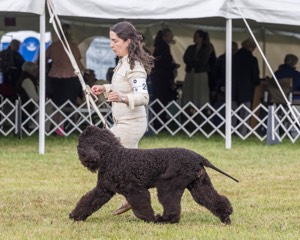 20 - GCHS CH POOLE'S IDE SAY NO MORE OHS CD RE JH DS (Simone)