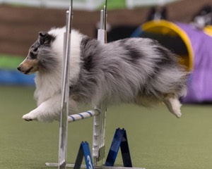 Blake Fernandez