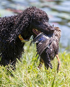 Ghillie Kezer