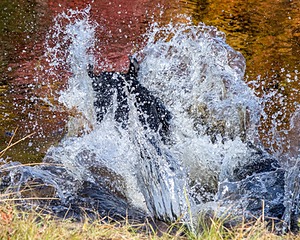 River Woodfall