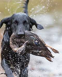 Gotcha