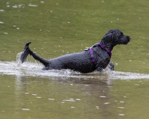Diamond Nelson