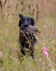 Cooper Westcot