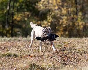 Scout Luongo