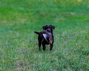 Katlee