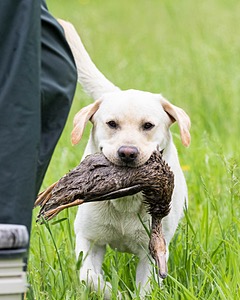 Goose