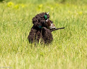 Ghillie
