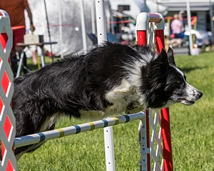 20170520-NEAT-0609.jpg