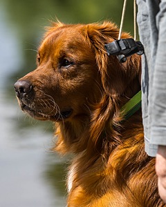 Koda Goff