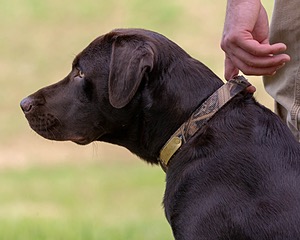 Tucker