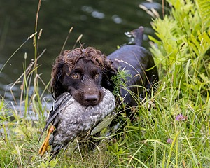 Tucker Will