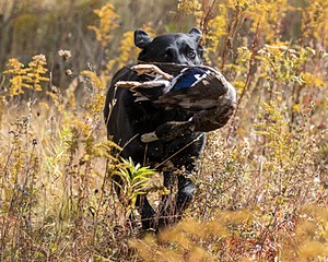 Ready Aim Fire! QA2 MH NW1 RA CGC WC (Aimee)