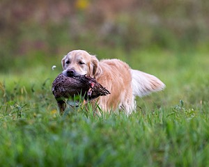 Ghillie Deresienska
