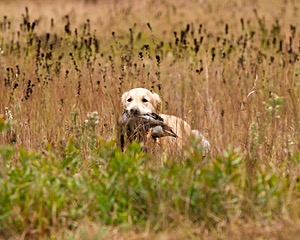 Ghillie