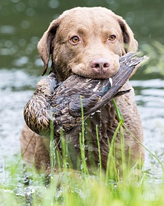 Hunter Law