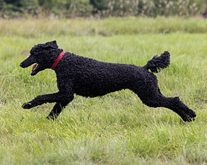 Hugo