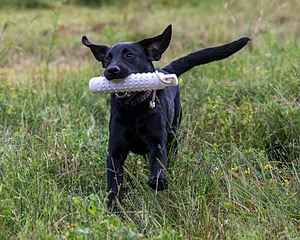Josie