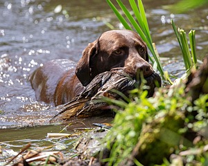 Otter Donlon