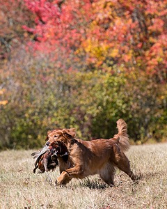 Piper