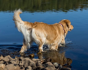 Koda Huss