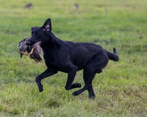 Cane Robichaud