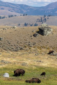 Yellowstone National Park