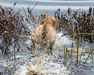 Rooster