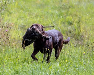 Rigz Nunziato