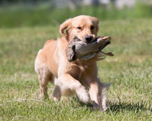 20130601-SHRL-0449.jpg