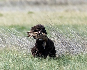 Ghillie