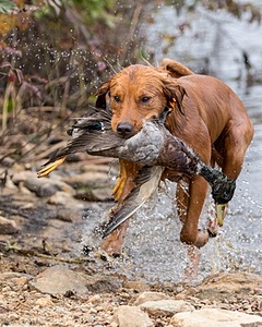 Huckleberry