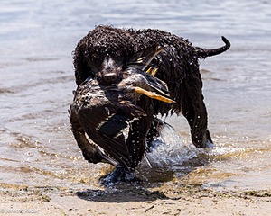 Ghillie