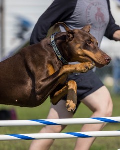 Pivo Cannerelli