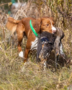 Merlot Quackenbush