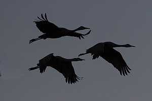 20151205-1293.jpg