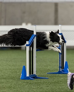 Grayson Alberti