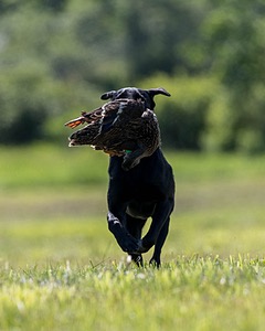 Dash Eaton