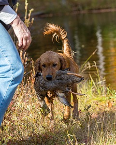 Marsha Wilcox's Pete