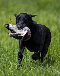 Cane Robichaud