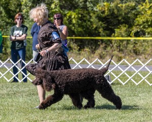 07 - GCH CH CASTLEHILL'S RAMBLIN' RAFAEL O'CRISPIN BN (Rafi)