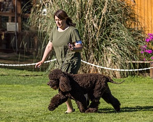 11 - GCH CH BREKKON'S FIRST MARK BN RN CGC TKN