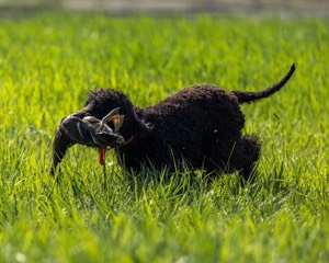 Ghillie Kezer