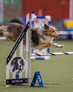 20260103-ACNH-2540.jpg