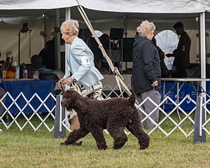 07 - GCH CH CASTLEHILL'S RAMBLIN' RAFAEL O'CRISPIN BN (Rafi)