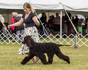 24 - POOLE'S IDE MODERN LOVE CGC (Remi)